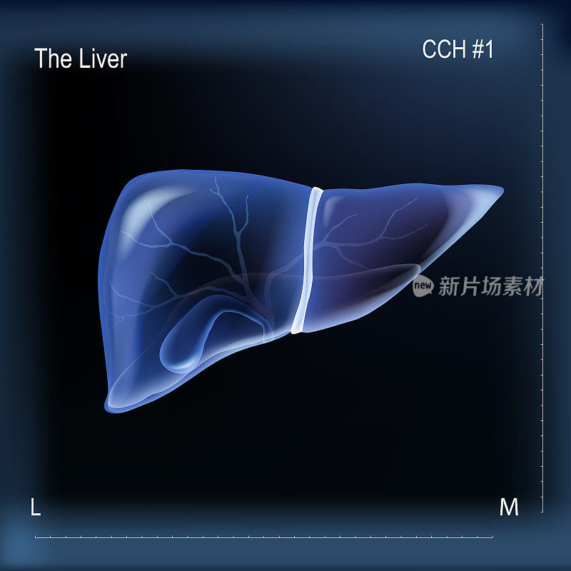 现实的肝脏和胆囊在深蓝色的背景