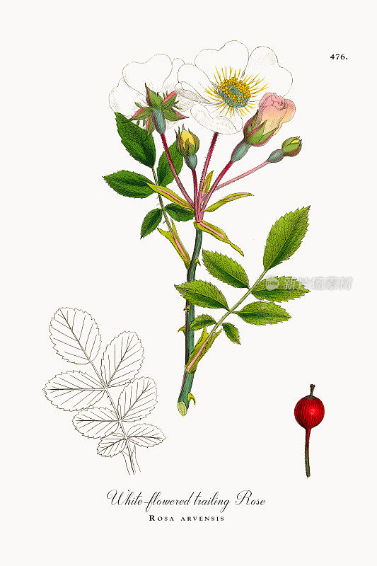 蔷薇，白花蔓生玫瑰，蔷薇，维多利亚植物学插图，1863年