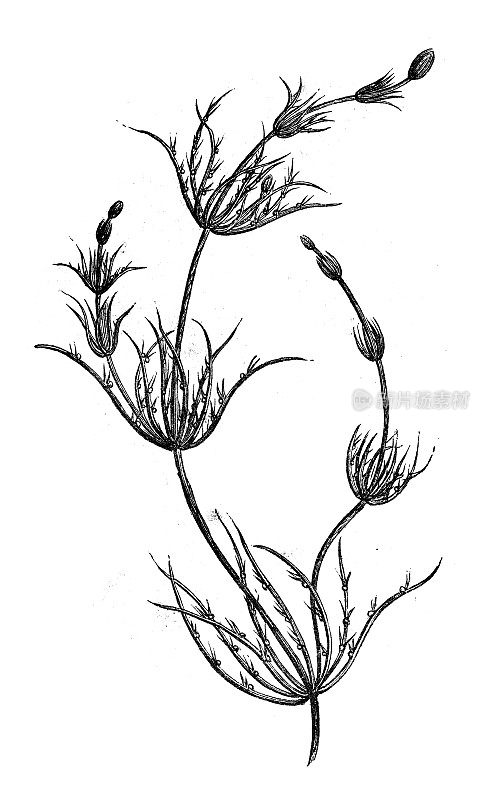 古植物学插图:蕨草、石菖蒲