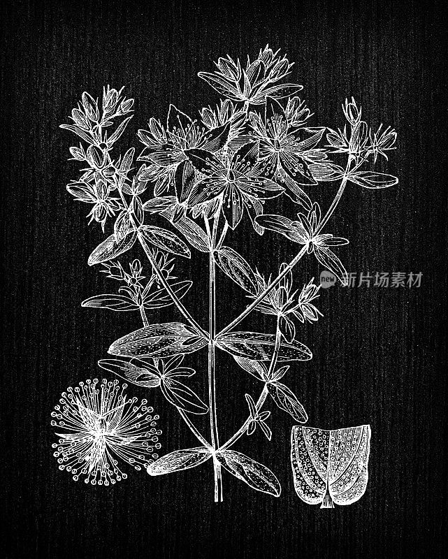 植物学植物古董雕刻插图:贯叶连翘(穿孔圣约翰草)