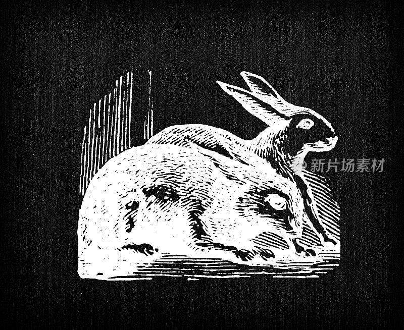 古董雕刻插画:兔子