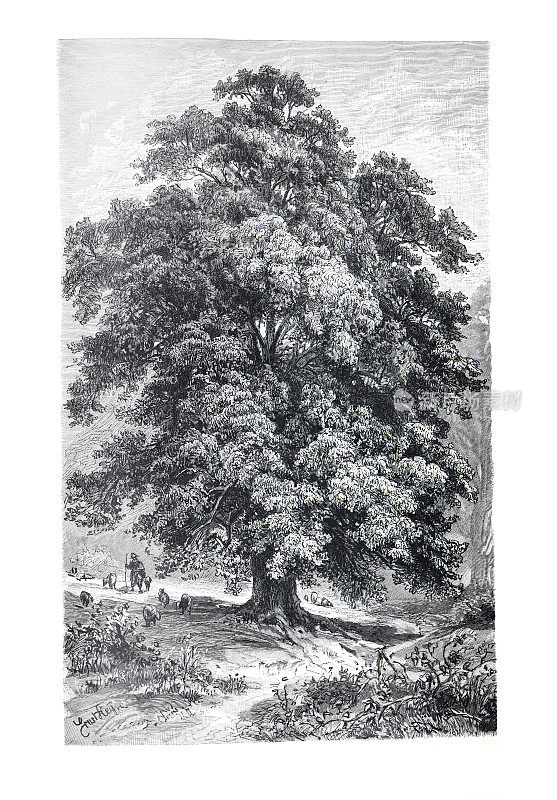 椴树或林德树。或酸橙树。手绘复古手绘树插图。