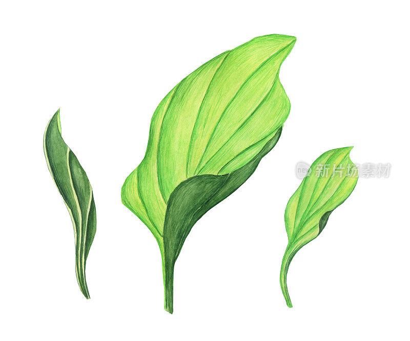 三片芭蕉绿色的叶子孤立在白色背景上。水彩手绘插图。完美的医药或草药卡片，花园设计。