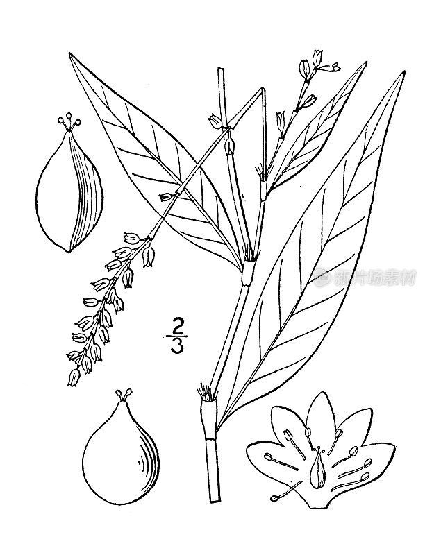 古植物学植物插图:斑点蓼、水草