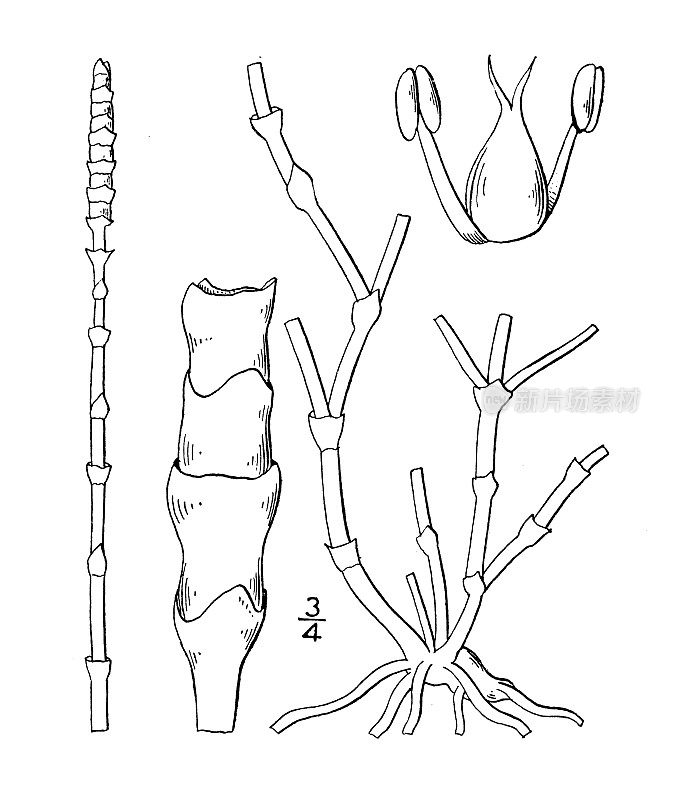 古植物学植物插图:盐角草、木本草