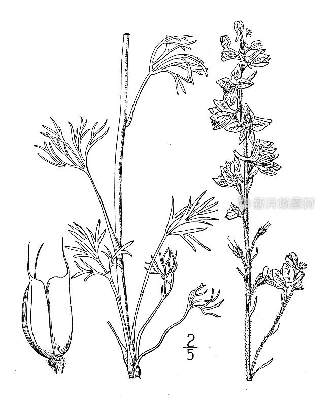 古植物学植物插图:飞燕草，卡罗莱纳拉克斯柏