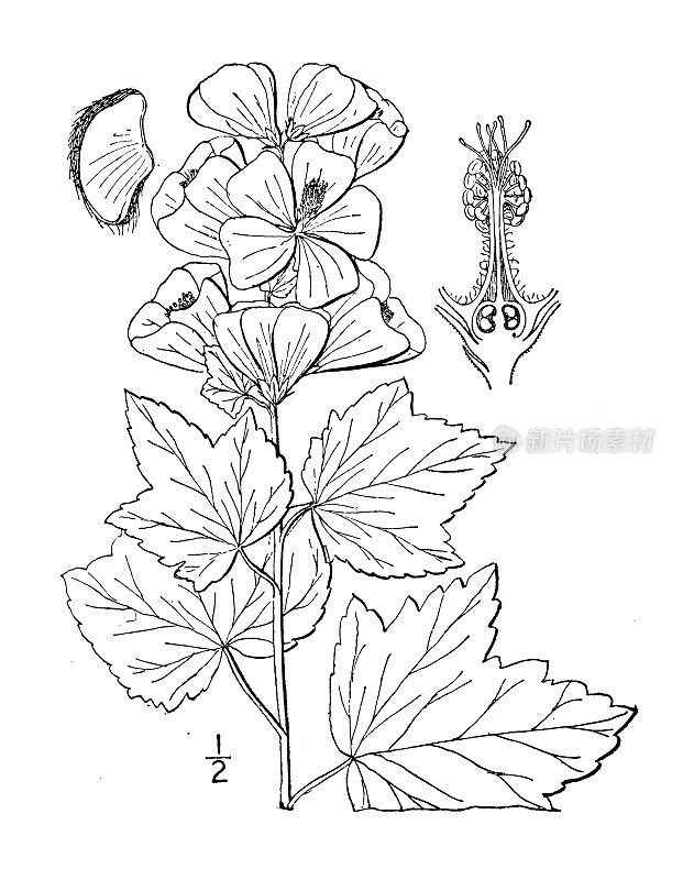 古植物学植物插图:球花、枫叶锦葵