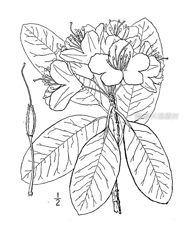 古植物学植物插图:卡托拜杜鹃，玫瑰山湾，卡托巴