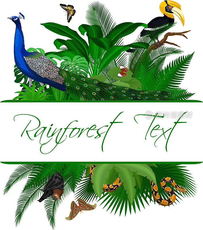 丛林雨林夏季热带树叶野生动物矢量设计与大犀鸟，孔雀和蝴蝶