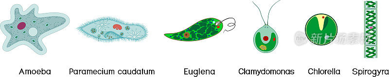 一组显微镜下的单细胞生物:原生动物(尾草履虫，变形变形虫，衣藻，蓝藻)和绿藻(小球藻，水绵)孤立在白色背景上