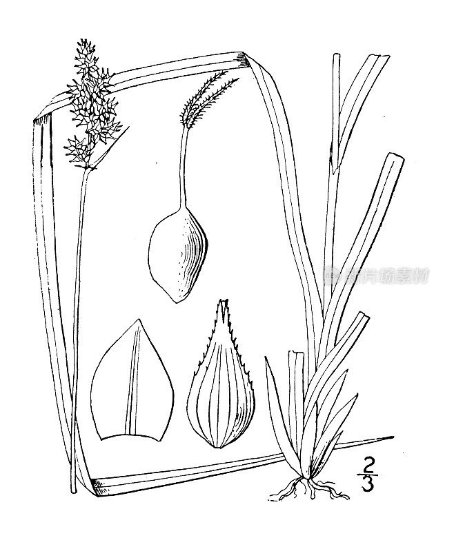 古植物学植物插图:角苔草，北方丛生莎草