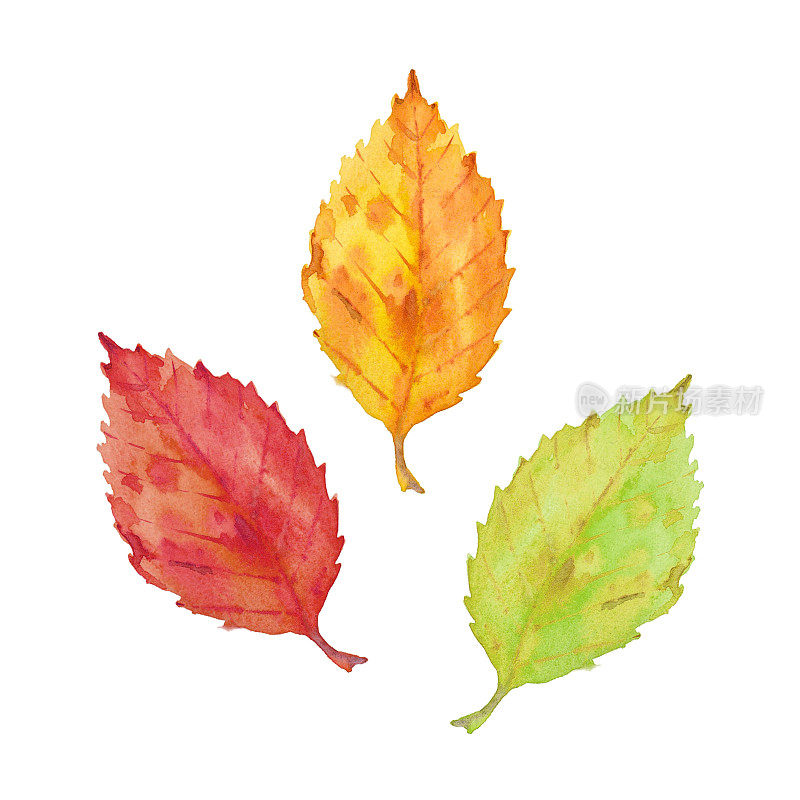 三片秋绿、黄、橙角木叶。水彩艺术收藏。独立手绘插图
