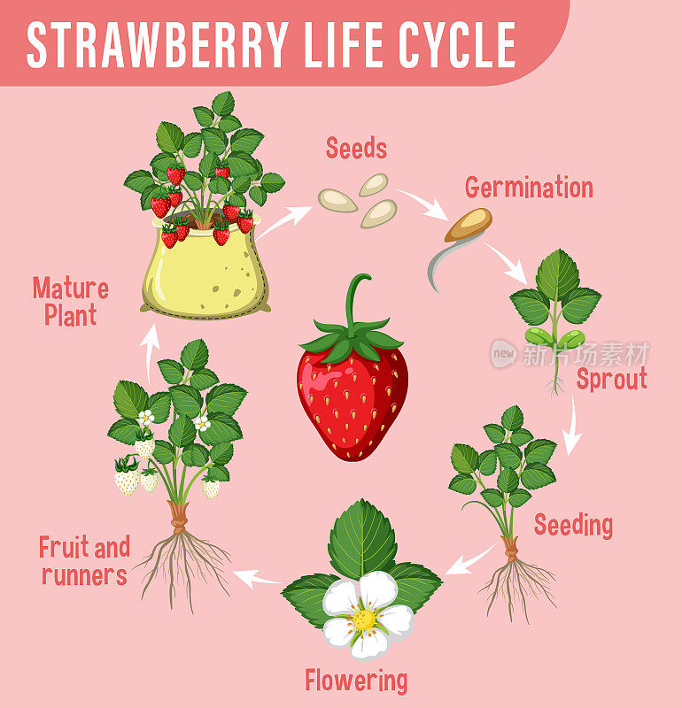 草莓生命周期图