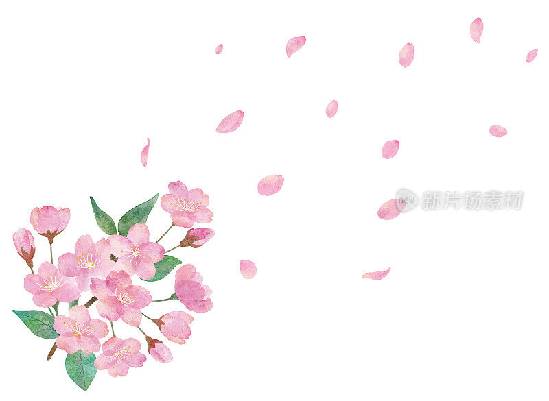 水彩画的樱花和美丽的舞蹈樱花花瓣在透明的背景