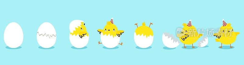 小鸡孵化过程中，黄鸡在蛋里。可爱的卡通鸟孵蛋和成长鸡。刮蛋壳，如今新生儿生日矢量概念