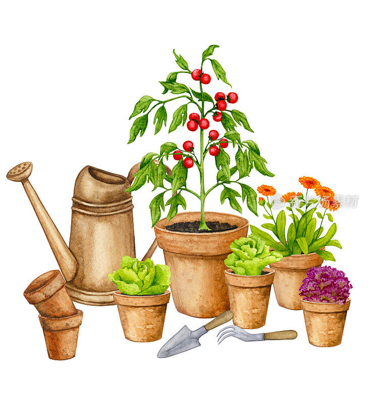 在陶罐里种植的蔬菜。蔬菜花园在容器里。水彩画的主题是园艺、春苗、种植蔬菜、收获。