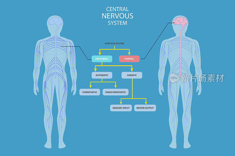 中枢神经系统三维等距平面矢量概念图