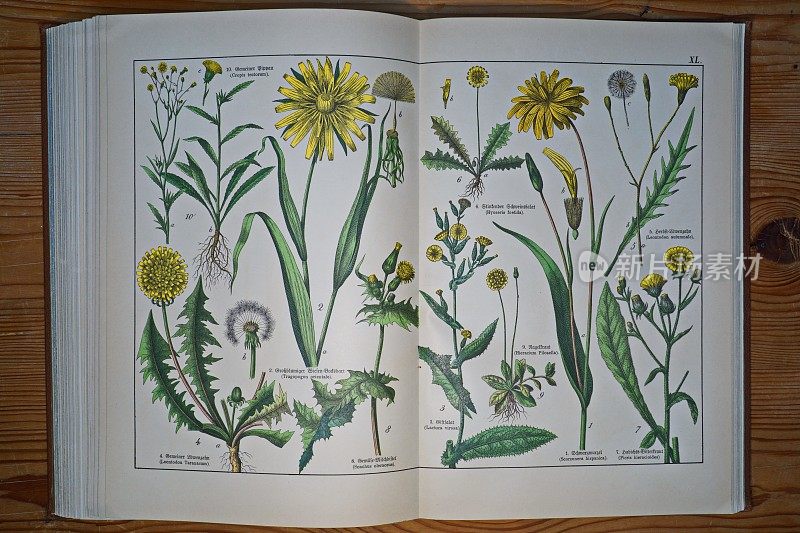 古董植物石版画书板号XL(40)。德国慕尼黑。
