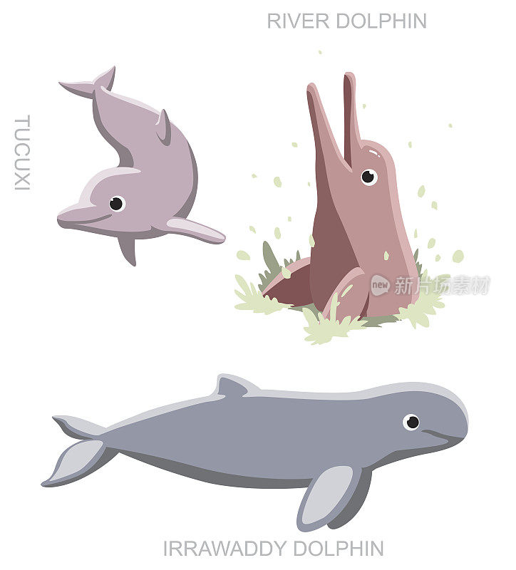 河海豚设置卡通矢量插图