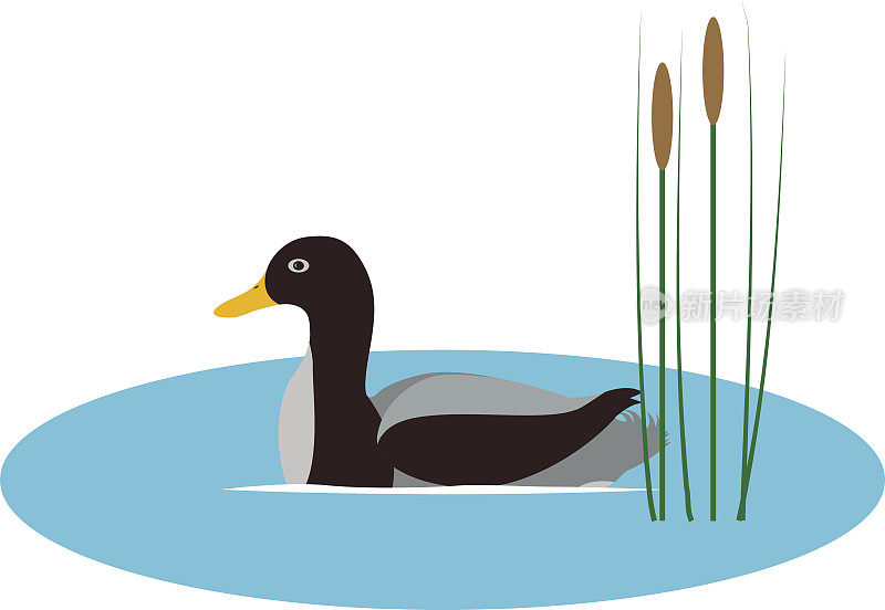 矢量插图野鸭在池塘与芦苇