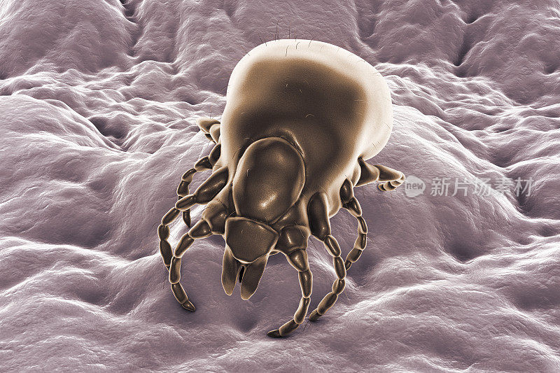 硬蜱，一种传播伯氏疏螺旋体细菌的节肢动物