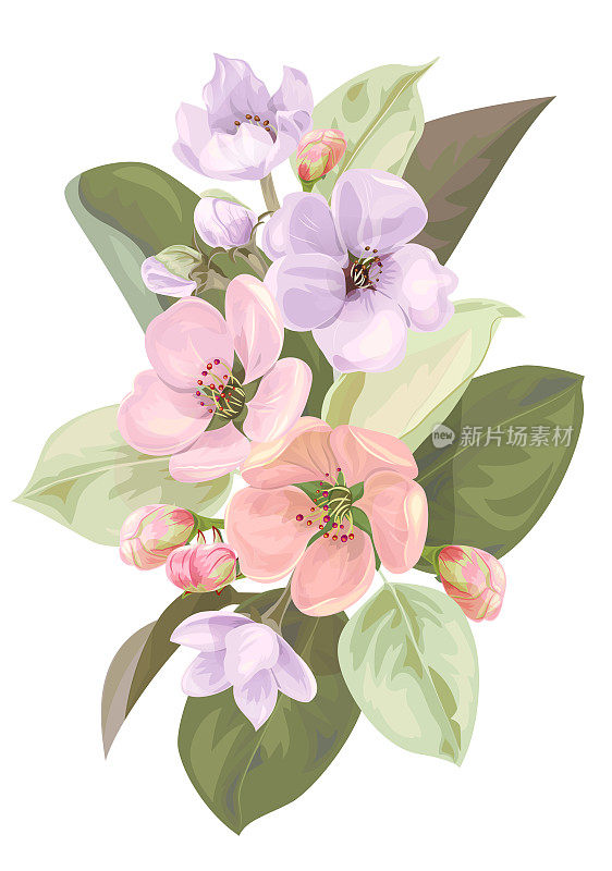 春天开花，树枝上开着淡紫色、粉红色的苹果树花。花束浅花，花蕾，绿叶白底。数字绘制插图水彩风格，复古，矢量