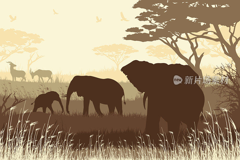 非洲野生动物园背景与大象父亲，母亲，小象和羚羊