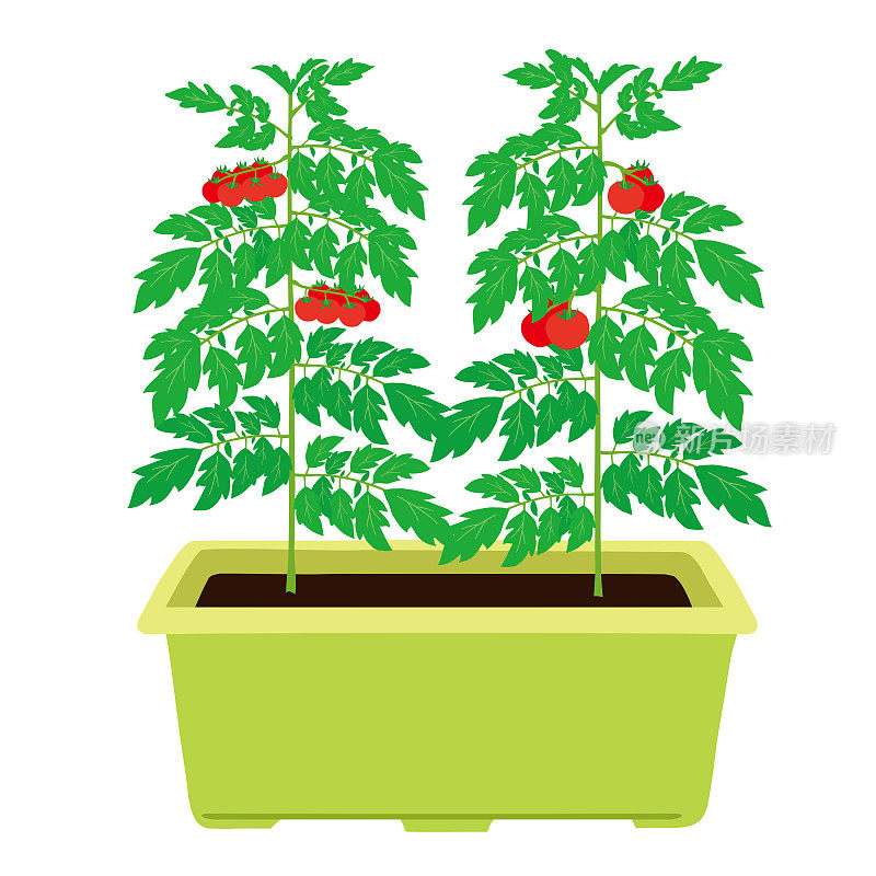 种植着西红柿和樱桃西红柿