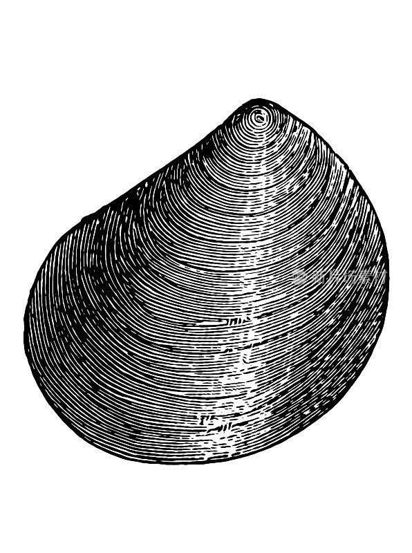 利马普拉库尔索尔贝类化石