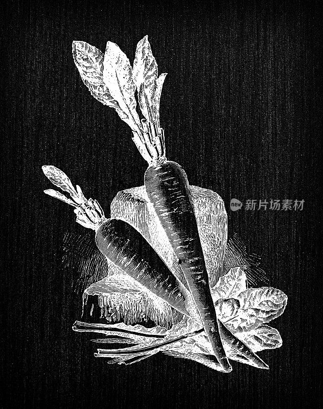 植物学蔬菜植物仿古雕刻插图:生根菊苣