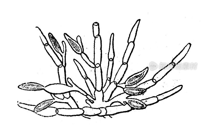 古色古香的插图:墨角藻，锯齿状的残骸或锯齿状残骸