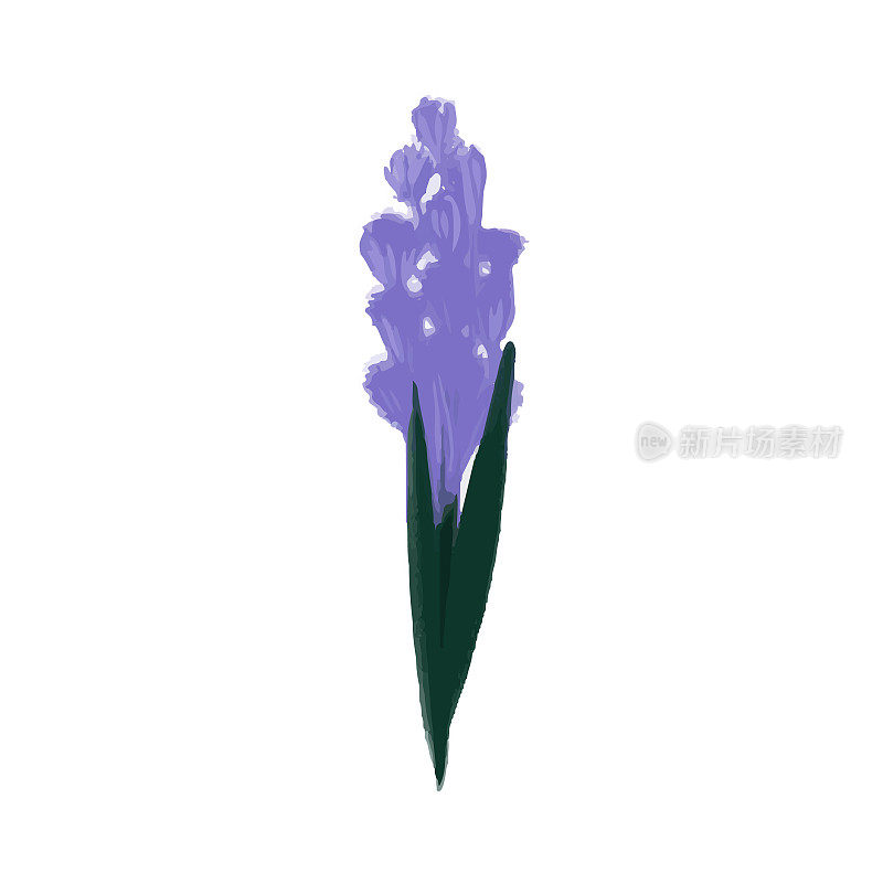 抽象紫色手绘羽扇豆花孤立在白色背景上。矢量插图。