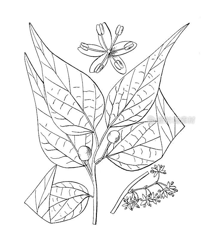 古植物学植物插图:Celtis密西西比，南方杨梅