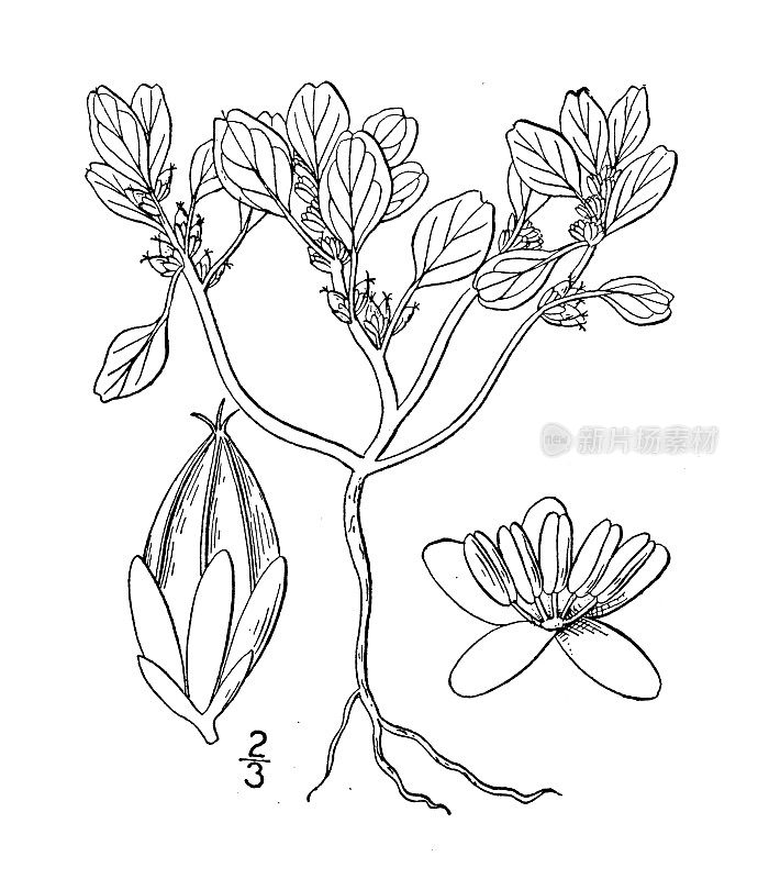 古董植物学植物插图:矮苋菜、海岸苋菜