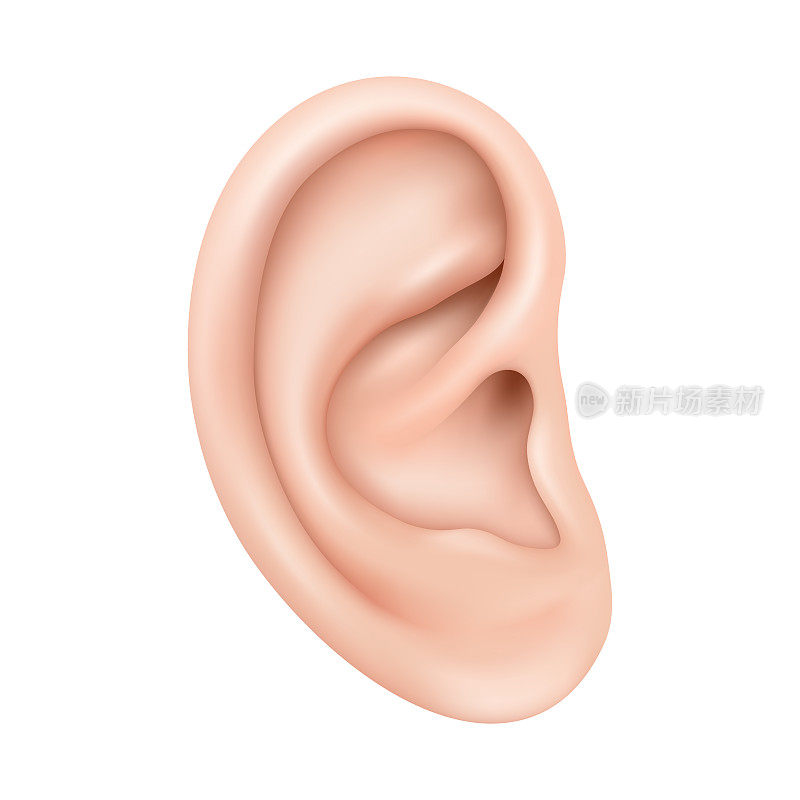 现实的人耳朵孤立在白色背景。人耳器官听觉保健近距离3d现实孤立图标设计矢量插图