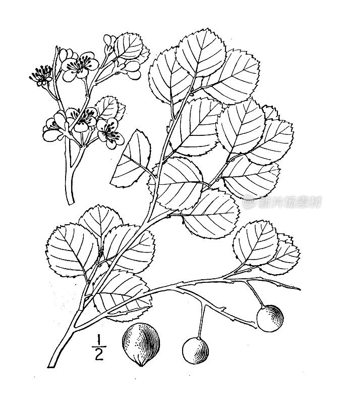 古植物学植物插图:格雷夫斯李，格雷夫斯海滩梅