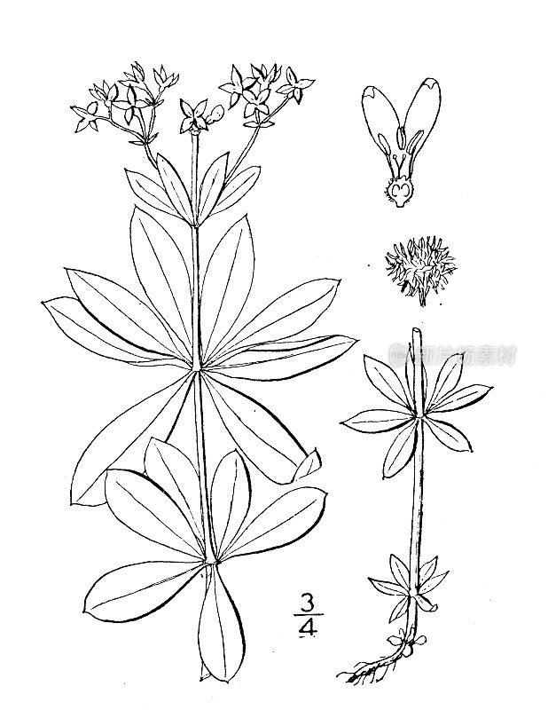 古植物学植物插图:雪曲霉、香木莲