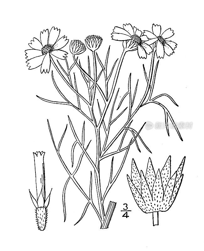 古植物学植物插图:黑荆芥、芳香黑荆芥