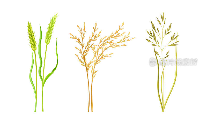 谷类植物。小麦，黑麦，燕麦的小穗矢量插图