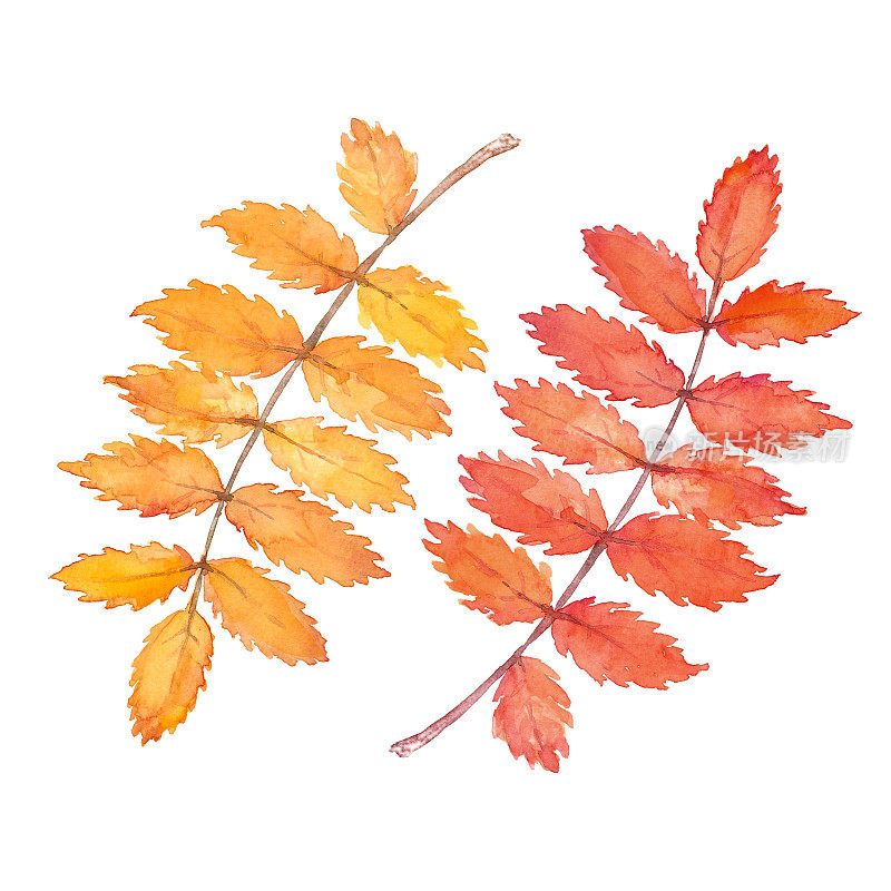两片秋黄橙花楸叶。水彩艺术收藏。独立手绘插图。