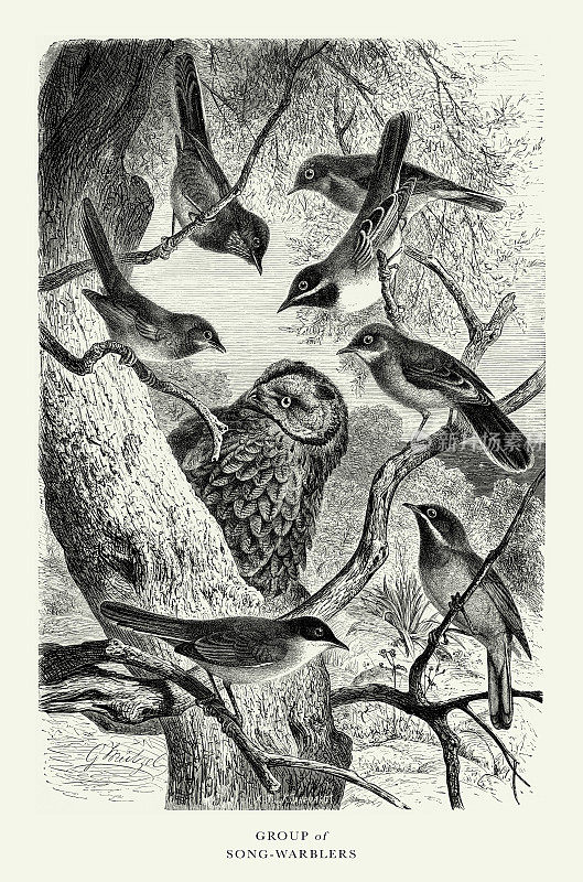 美国古董雕刻，鸣禽，鸟类:自然历史，1885