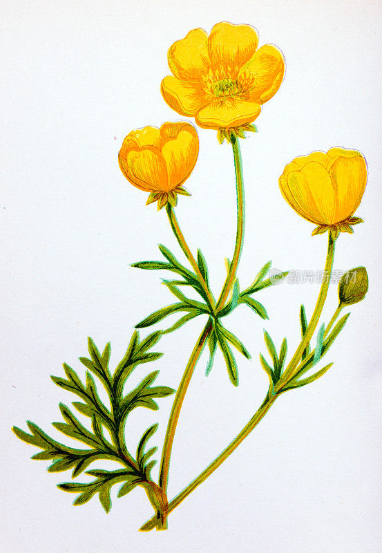 野生花卉的古董植物学插图:毛茛，金毛茛