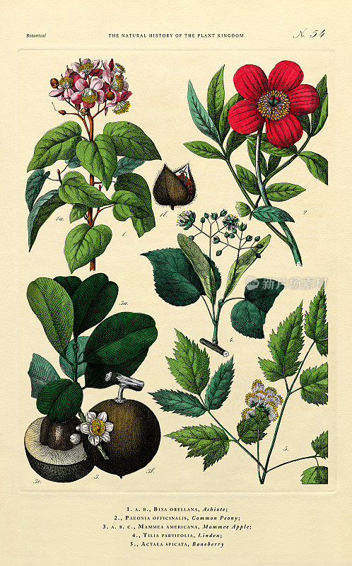 植物王国的历史，维多利亚植物插图，54版，大约1853年