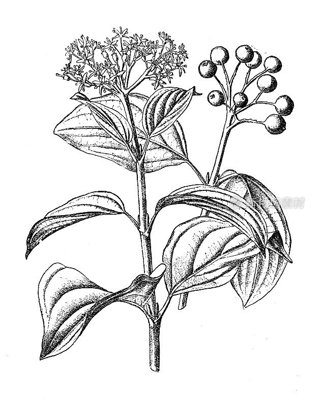 古董植物学插图:山茱萸，山茱萸，山茱萸