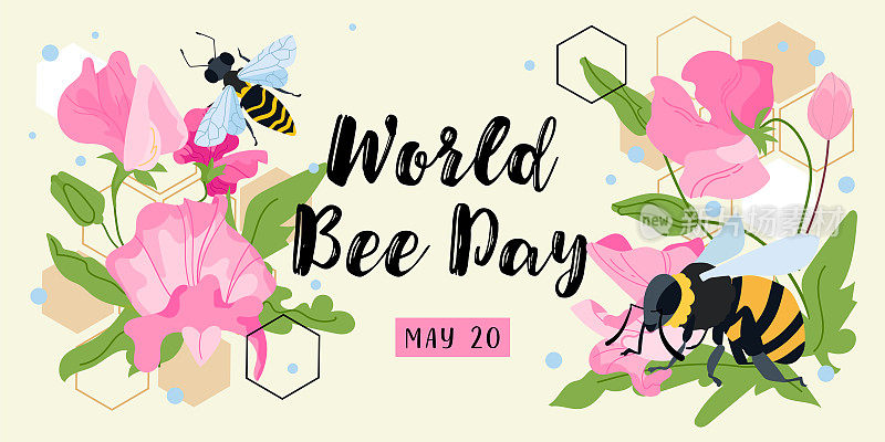 5月20日是世界国际蜜蜂日。矢量彩色插图与蜜蜂，甜豌豆花和蜂巢。拯救蜜蜂。祝贺贺卡、海报