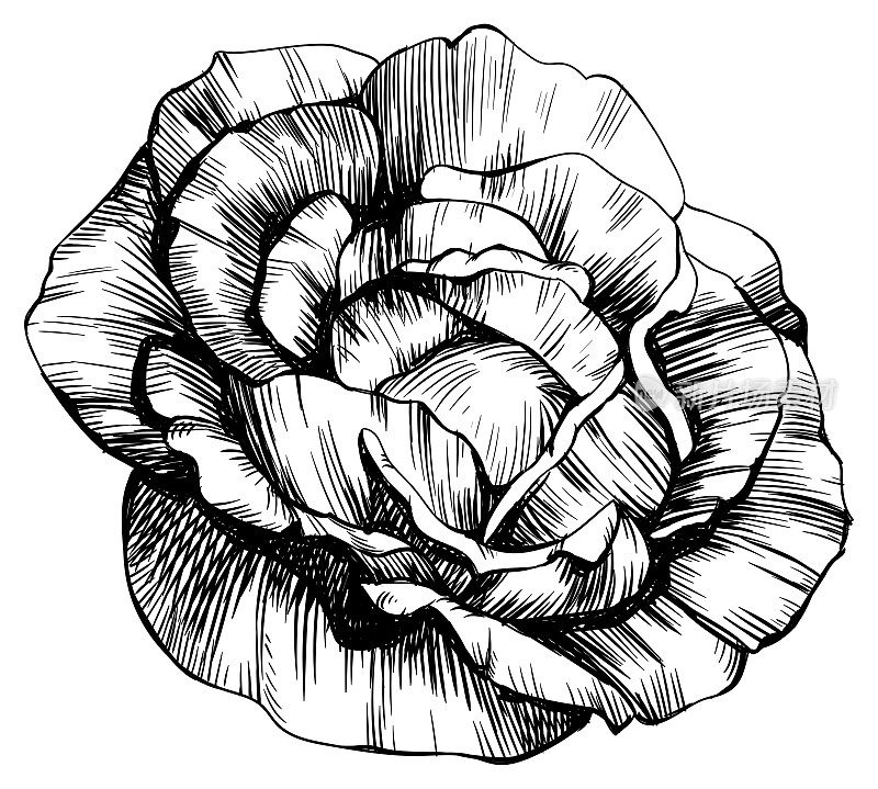 蔷薇花孤立于白色上。手绘复古插图。