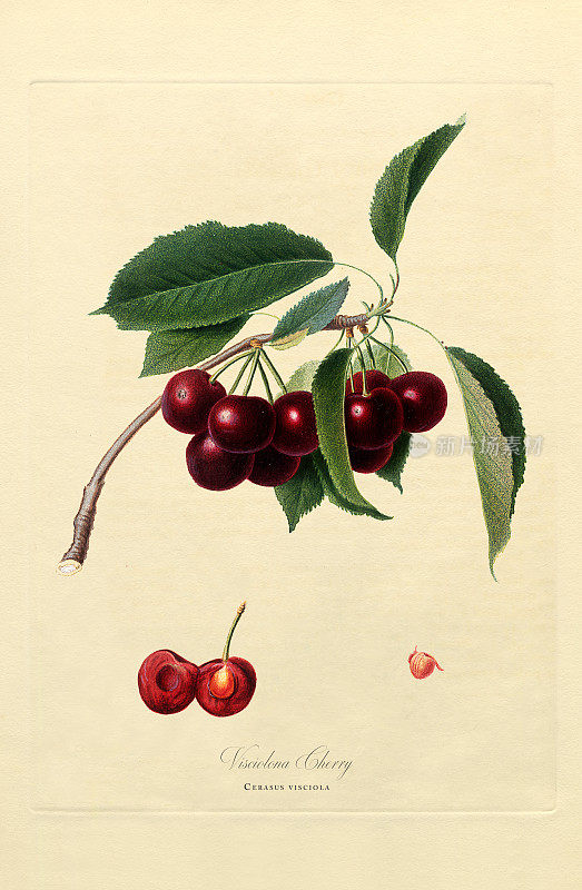 手工着色古董插图，樱桃，植物插图，大约1817年