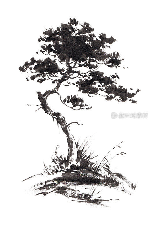 生长中的松树的水墨插画。烟灰墨的风格。