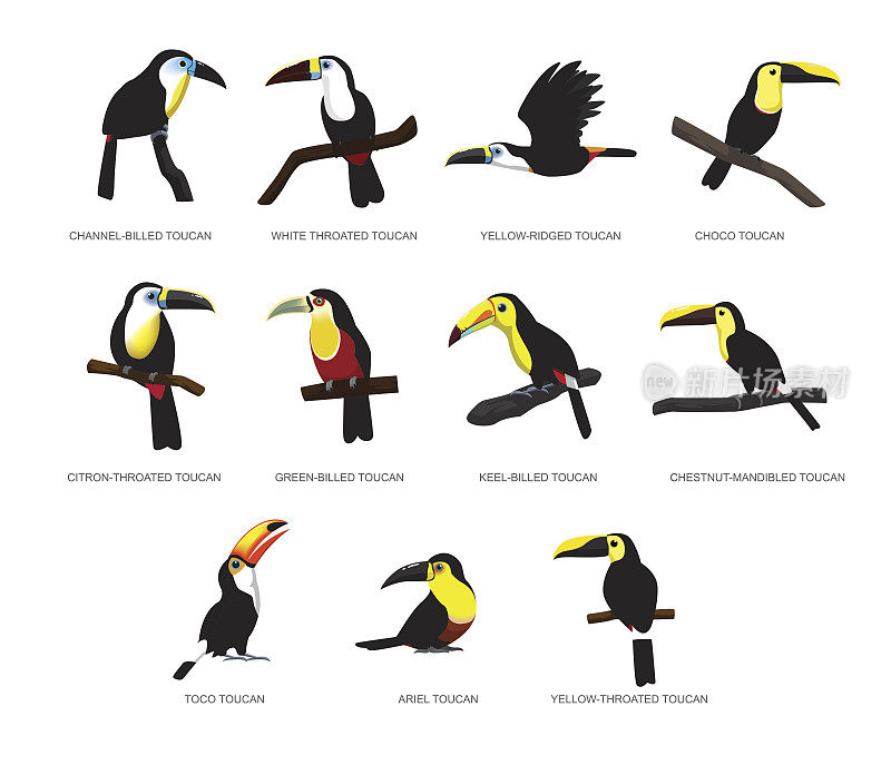 各种巨嘴鸟设置卡通矢量插图