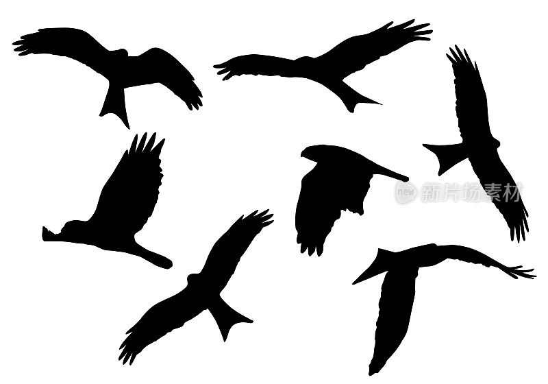 在白色背景上孤立的飞禽的轮廓的一组现实的矢量插图